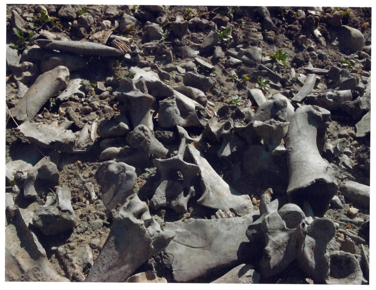 Bison Bones from Brockinton Site